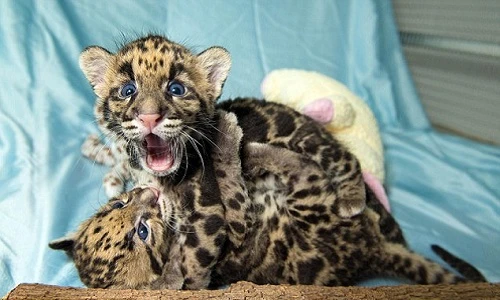 Những “bé” báo gấm đáng yêu đến mức khó cầm lòng