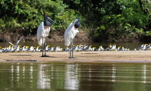 Kỳ thú động vật ở vùng đất ngập nước nhất thế giới