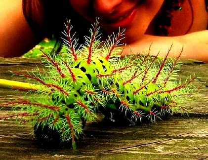 Top động vật kịch độc ngoài tự nhiên