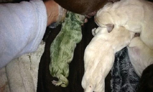 Kinh ngạc phát hiện chó con màu xanh được sinh ra trong đàn