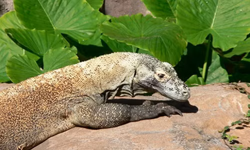 Nhìn bề ngoài vô hại, chả ai ngờ chúng là sát thủ đáng sợ