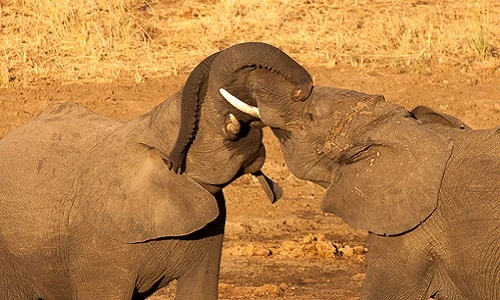 Tận mục nghi thức giao tiếp độc đáo của loài voi