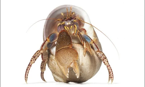 Vẻ đẹp kỳ lạ của sinh vật biển không xương cực hiếm