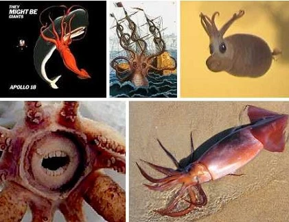 Điểm mặt những loài mực 1 - 0 -2 của đại dương