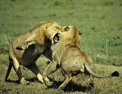 Những trận chiến đẫm máu của động vật (18)