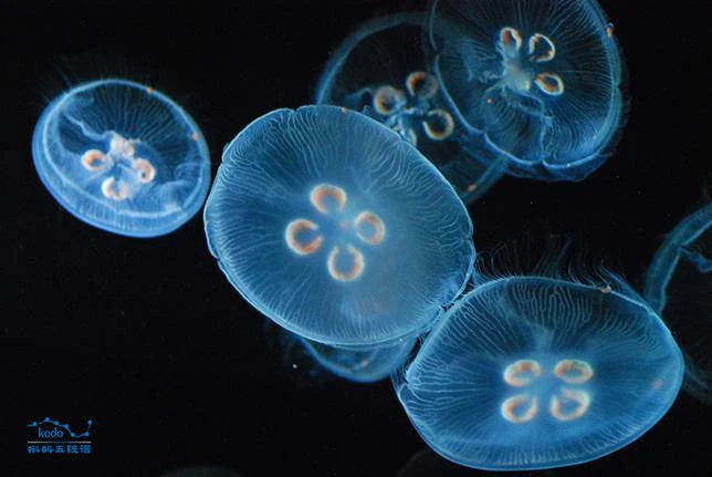 Kỳ lạ loạt sinh vật "xanh lòe xanh loẹt" cực hiếm