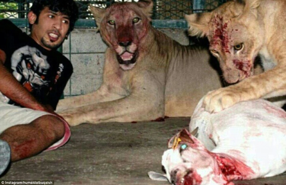 Bộ sưu tập mãnh thú “khủng” của anh chàng Ả Rập