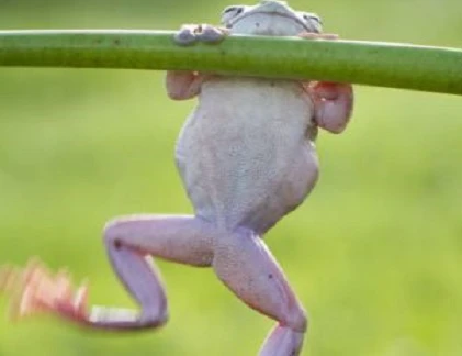 Kỳ thú xem ếch tập thể hình