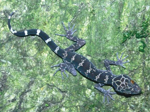 Thằn lằn núi Bà Đen trứ danh Việt Nam chữa được ung thư?