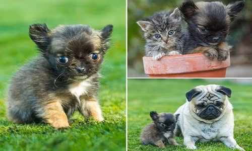 Nàng chó nhỏ nhất nước Anh hoang tưởng mình là mèo