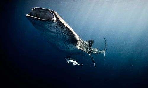 Những loài thủy quái đặc sắc nhất lòng đại dương Mexico