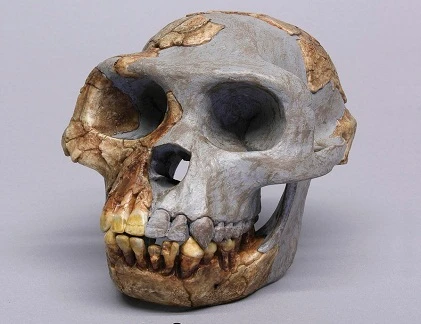 Người tiền sử ăn gì?