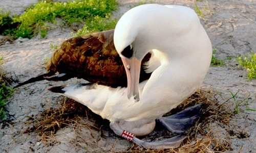 “Cụ” chim hoang dã đẻ trứng thứ 36 ở tuổi 63