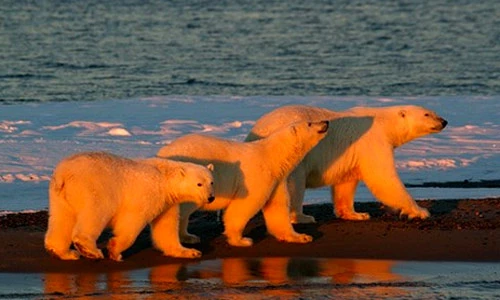 Ảnh đẹp như mơ về gấu Bắc cực trên băng tuyết