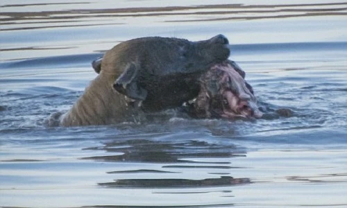 Linh cẩu xảo quyệt, giấu đồ ăn dưới hồ nước