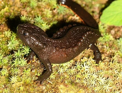 Tận mục loài cá cóc hiếm của Việt Nam