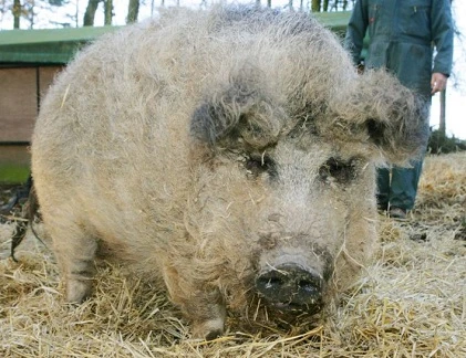 Kỳ quái lợn đội lốt cừu