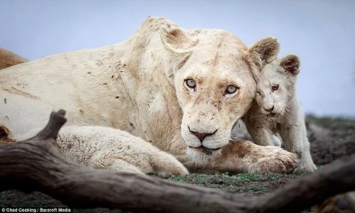 Ảnh cực hiếm: Sư tử trắng mới sinh trong hoang dã