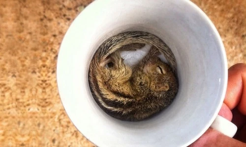 Thích thú ảnh động vật dễ thương nằm lọt thỏm trong cốc