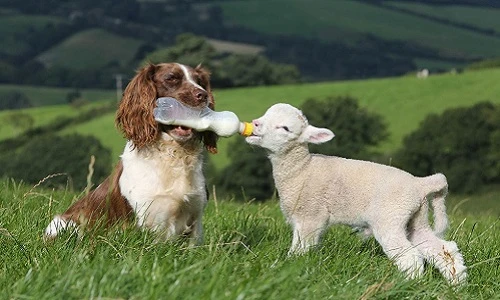 Những ông bố, bà mẹ động vật khác loài gây sốc nhất