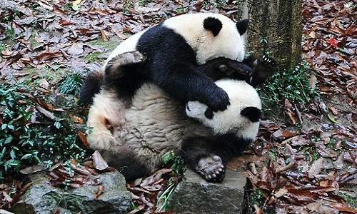 Xem gấu trúc trổ tài kungfu vô cùng đáng yêu