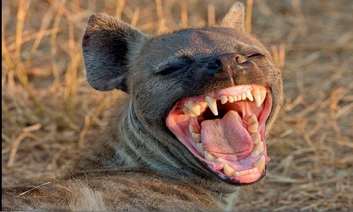 Quyền lực động vật giống cái trong TGĐV: Linh cẩu đốm