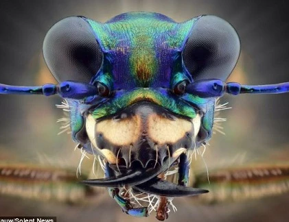 Cận cảnh bộ mặt “ngoài hành tinh” của côn trùng 