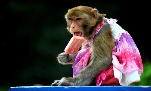 Động vật làm gì trong thời tiết nắng nóng thiêu đốt?