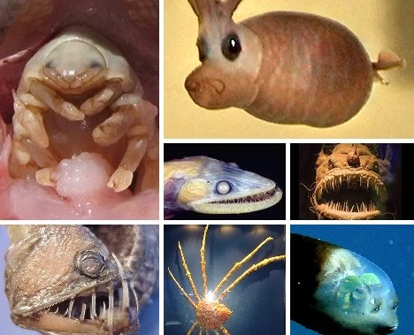 “Rợn người” với “quái vật” dưới đáy đại dương