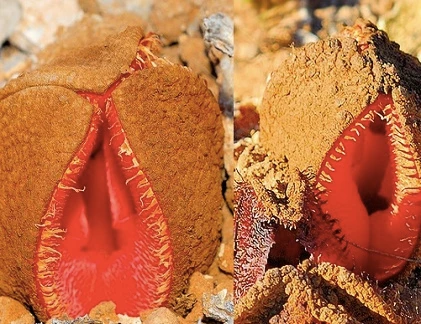 Những loài hoa có hình thù siêu quái đản