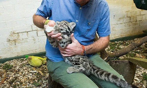 Ảnh đáng yêu khó cưỡng của báo con mồ côi, ở với người