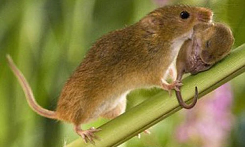 Những loài động vật có đời sống vợ chồng lãng mạn nhất