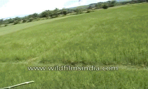 Cảnh tượng hổ tấn công người đàn ông gây sợ hãi.