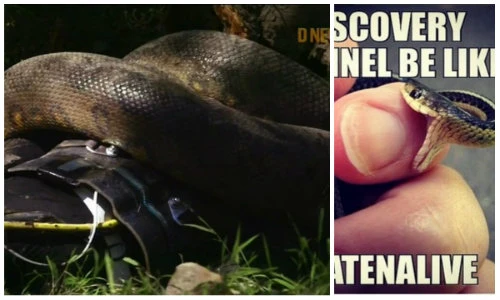 Khán giả tung ảnh chế nhạo màn thử thách trăn nuốt người