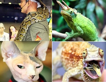 Dàn quái thú hội tụ tại London