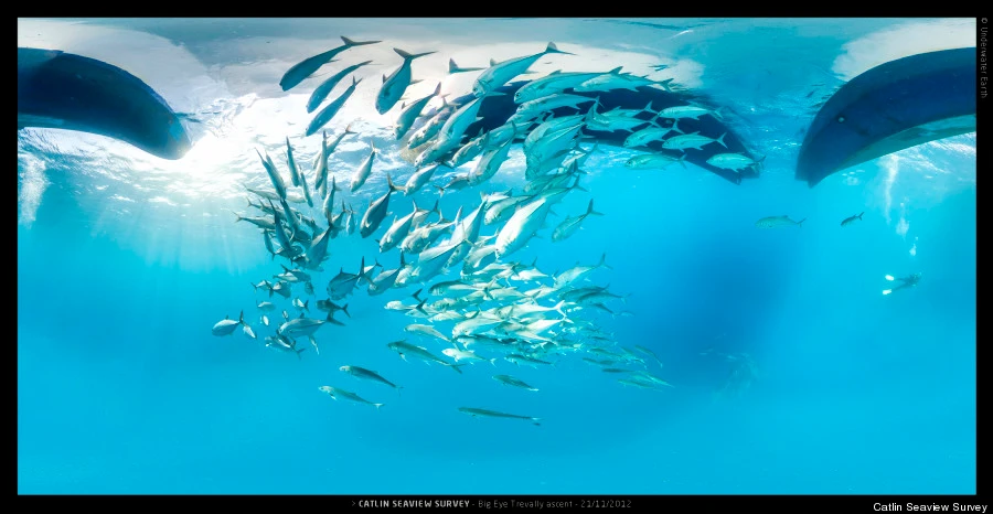 Hé lộ “thủy cung” đẹp mê người của các loài vật biển