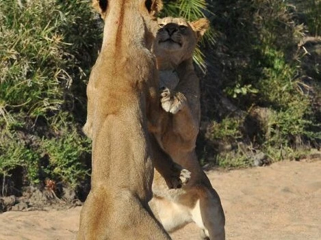 Hài hước xem sư tử khiêu vũ