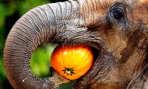 Những phát hiện không tin nổi về loài voi (3)