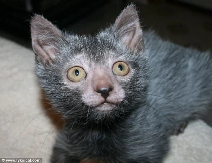 Chết khiếp với giống mèo sói quái dị