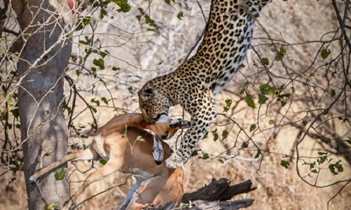 Cú bổ nhào giết mồi lạnh gáy của báo đốm