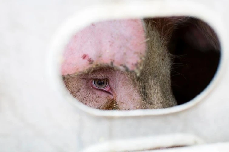 Ám ảnh trước đôi mắt của lợn trên đường tới lò mổ