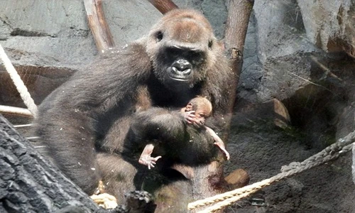 Xót xa nhìn khỉ đột mẹ đau vì cái chết của con