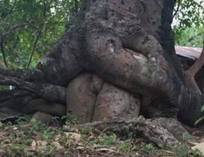 Điểm danh những thân cây quái đản nhất hành tinh (3)