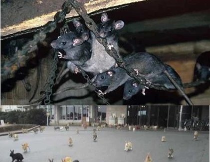 Top đảo bị xâm lấn bởi động vật