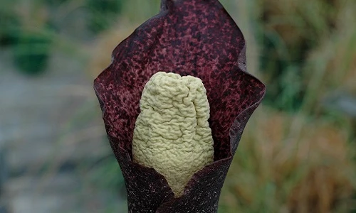 Bịt mũi trước những đóa hoa thối như xác chết