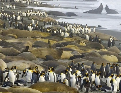 Cuộc xâm lăng kinh hoàng của chim cánh cụt và hải cẩu