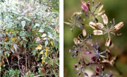 Khám phá loài cây rừng kháng được bốn dòng ung thư ở VN