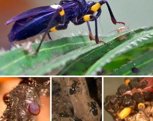 Những côn trùng là “sát nhân” đáng sợ