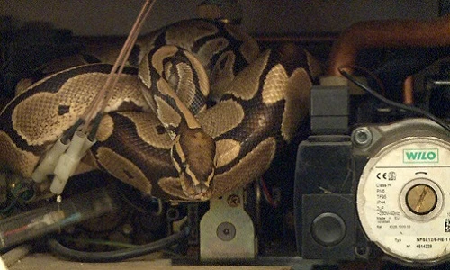 Lên cơn hoảng loạn vì thấy con trăn trốn trong tủ bếp