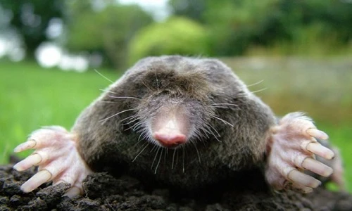 Những đôi tay động vật kỳ dị có "1-0-2"